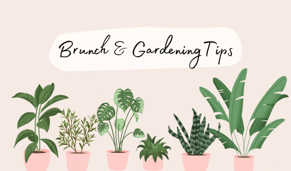 595 x 230 Brunch & Gardening Tips